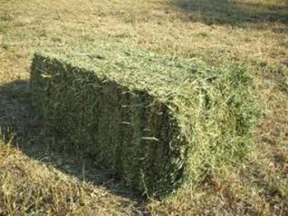 Lucernă tocată; Baloți lucernă. Servicii tocare lucernă. Granule iepuri / pești