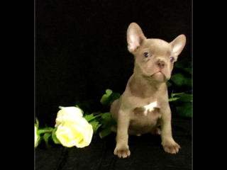 Bulldog frenh blue Iilac tan.Lilac..blue. foto 2