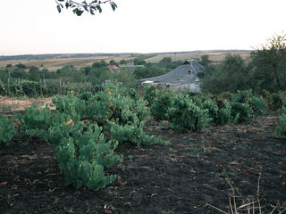 Земельный участок с садом в центре села Максимовка foto 6
