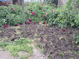 Se vânde  două case pe un singur teren, direct de la proprietari ! foto 6