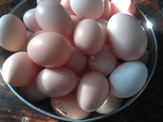 Яйца foto 1