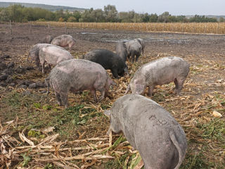 Vindem porci mari rasă de carne 50 lei kg viu foto 4