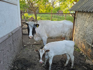 Vindem vacă de muls și vițel. foto 2