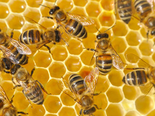 Продам пчёл 250 лей рамка