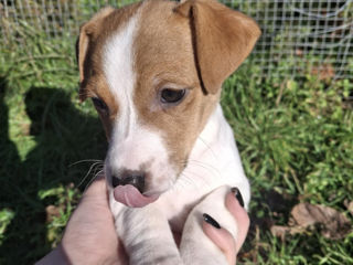 Vînd urgent căţeluși!!Jack Russel Terier foto 7