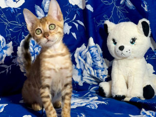 Bengal kittens.