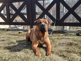 вязка, южно африканский мастиф, бурбуль, boerboel. молодой красивый парень foto 1