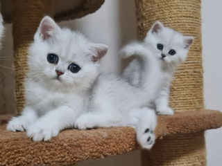 Британский белоснежный котик шиншила поинт. foto 1