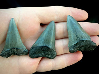 Окаменелые зубы древних акул