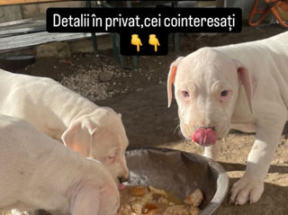 Cățelușă DogoArgentino de vânzare