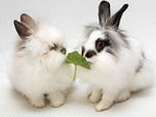 Кролики карликовые foto 2
