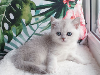 British Silver Chinchilla из питомника Royal Lovely foto 5