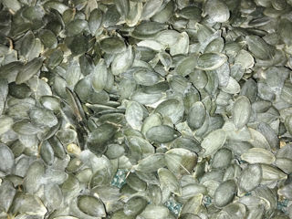 Голосеменные семена тыквы foto 4