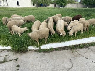 Cumpar oi berbeci cirlani si capre tapi la carne! ofer pret bun ! foto 6