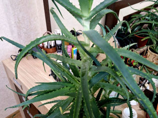 Aloe vera, 70 cm (3 tipuri de aloe). Aloe inflorită.