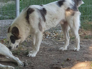 Щенки среднеазиатской овчарки САО (алабай) foto 3