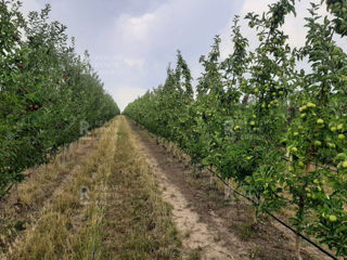 Vânzare, teren agricol, 2.31 ha, mun. Strășeni foto 5