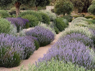 Lavanda