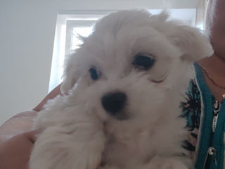 Vind catelusi Bichon Malteze  foto 1