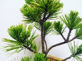 Сосна горная Карстен Винтерголд (Pinus mugo Carsten Wintergold) foto 6