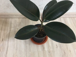 Фикус каучуконосный (Ficus elastica)