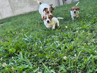Jack Russell Terrier foto 3