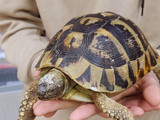 Сухопутные среднеазиатские черепахи foto 1