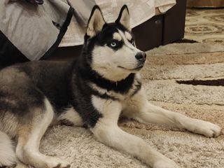 Deparazitare husky. Deparazitarea internă şi externă la animale – când şi de ce trebuie făcută