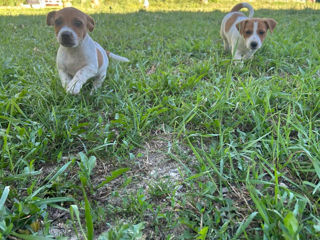 Jack Russell Terrier foto 4