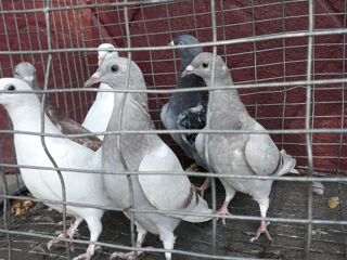 Голуби  foto 2