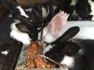 Самые  лучшие кролики : Голландские кролики, Брабандер, Фландр