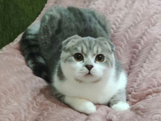 Чистокровный шотландский котёнок Scottish fold! Шоу класса! foto 2