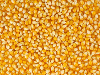 Продаю кукурузу 3 т.2.50 foto 1