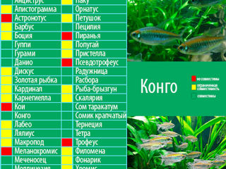 Pește de acvariu Tetra Congo (Phenacogrammus interruptus) !Livrare în or.Chișinău! foto 1
