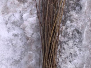 Lavanda,Material saditor de Lavanda,Tei,Mesteacan(Берёза),Stejar Rosu Canadian,Salcim,Frasin foto 5