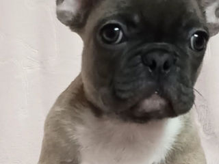 French Bulldog Щенки