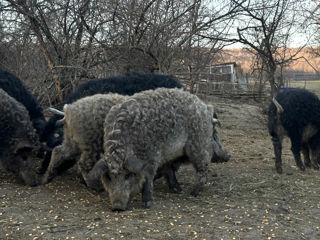 Porci Mangaliță foto 9