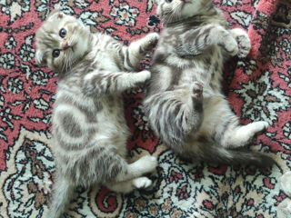 Котята Scottish fold foto 8