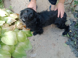 Ofer in dar 2 caini de rasa Cocker Spaniel foto 2