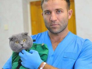 Medic veterinar.