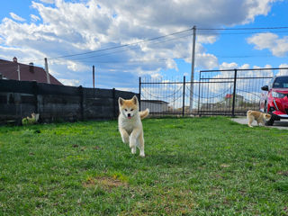 Akita inu femele FCI foto 6