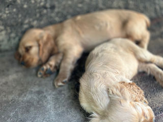 Cocker Spaniel Englez Rasa curata  foto 3