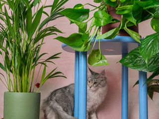 Pisoi gigant mein coon de vânzare.Продаются котята породы мейн кун foto 1