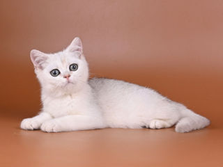 Pisoii British Shorthair foto 6