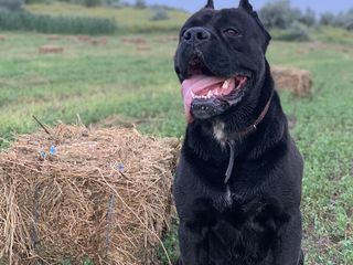 Cane Corso foto 7