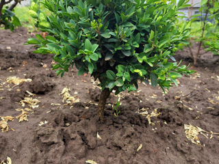 Buxus foto 2