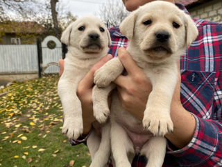 Vindem cățelușe labrador foto 4