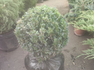 Buxus, Самшыт, foto 6