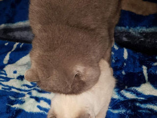 British Shorthair Blue Cat-Вязка с британцем foto 9