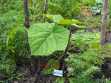 Paulownia Tomentosa: seminte - ieftin! foto 2